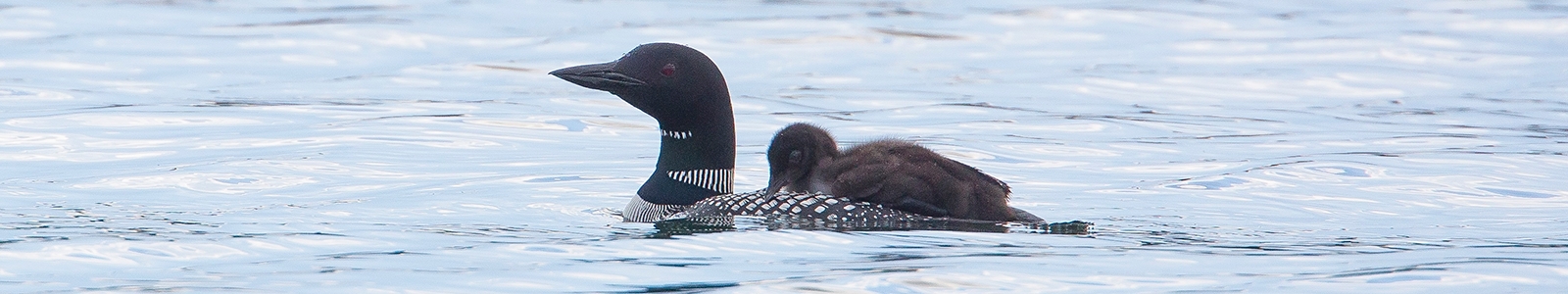 Adult loon swimming with a baby loon on its back